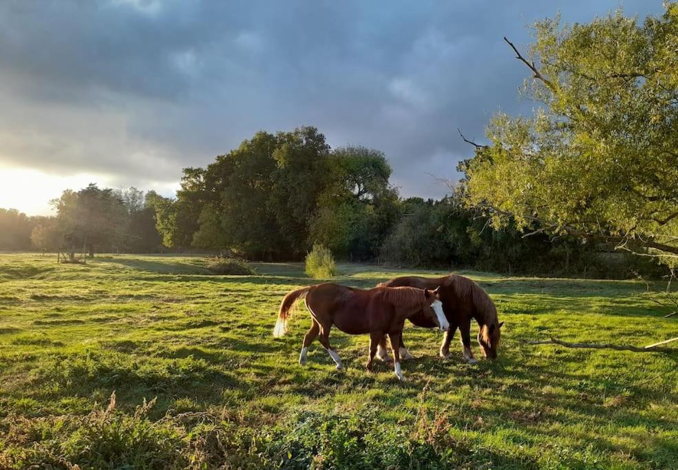 Gite En Bord De Loire Blaison-Saint-Sulpice Zewnętrze zdjęcie