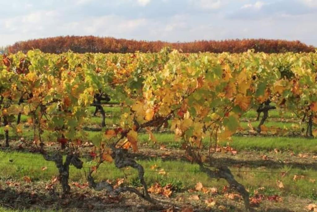 Gite En Bord De Loire Blaison-Saint-Sulpice Zewnętrze zdjęcie