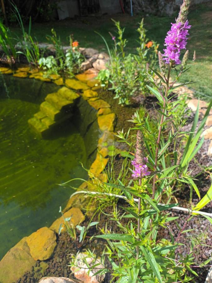 Gite En Bord De Loire Blaison-Saint-Sulpice Zewnętrze zdjęcie